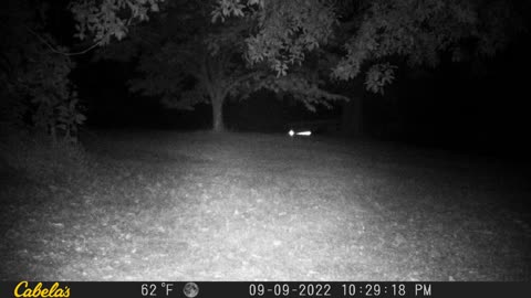 Game Cam - Bobcat growl - Clay County Missouri