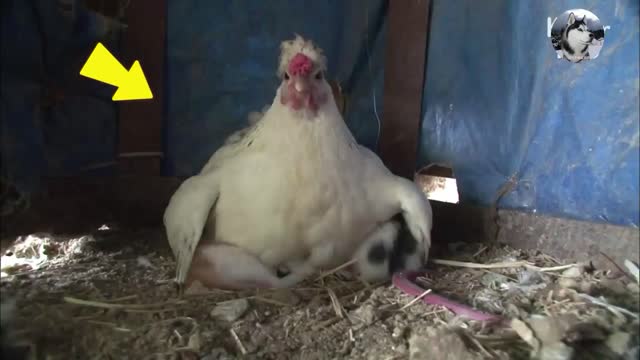 This hen is a "superman mother"