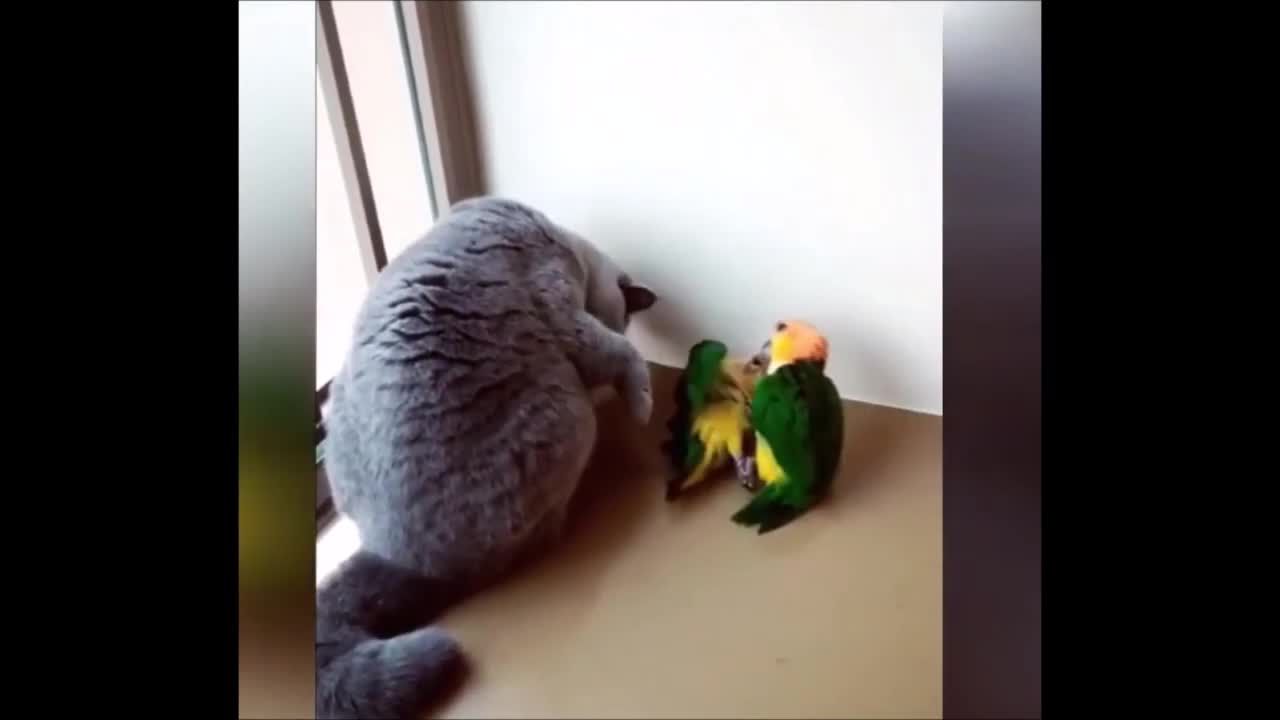 Funniest Animal Video | Cat Playing With Birds | Try not to laugh