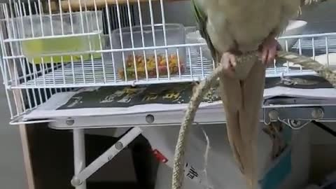 Parrot 'apple' playgame