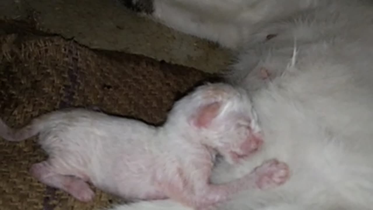 Tiny Paws, Big Love: Our Newest Feline Family Member