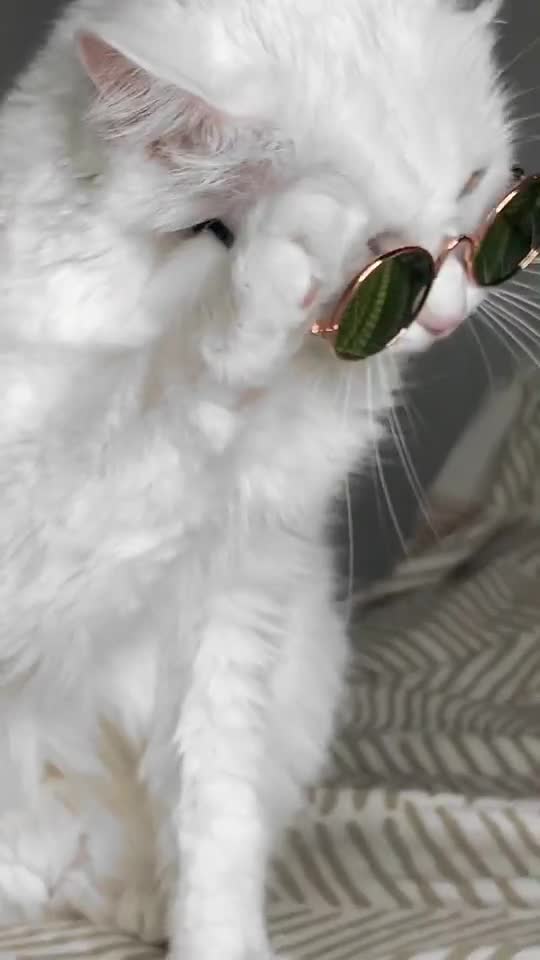 Cats for family funny video good luck