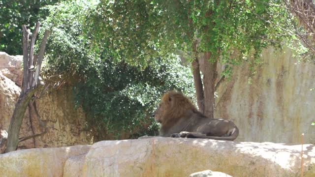 Majestic video of lion in the forest