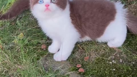 Meow-tastic Moments Adorable Kitty