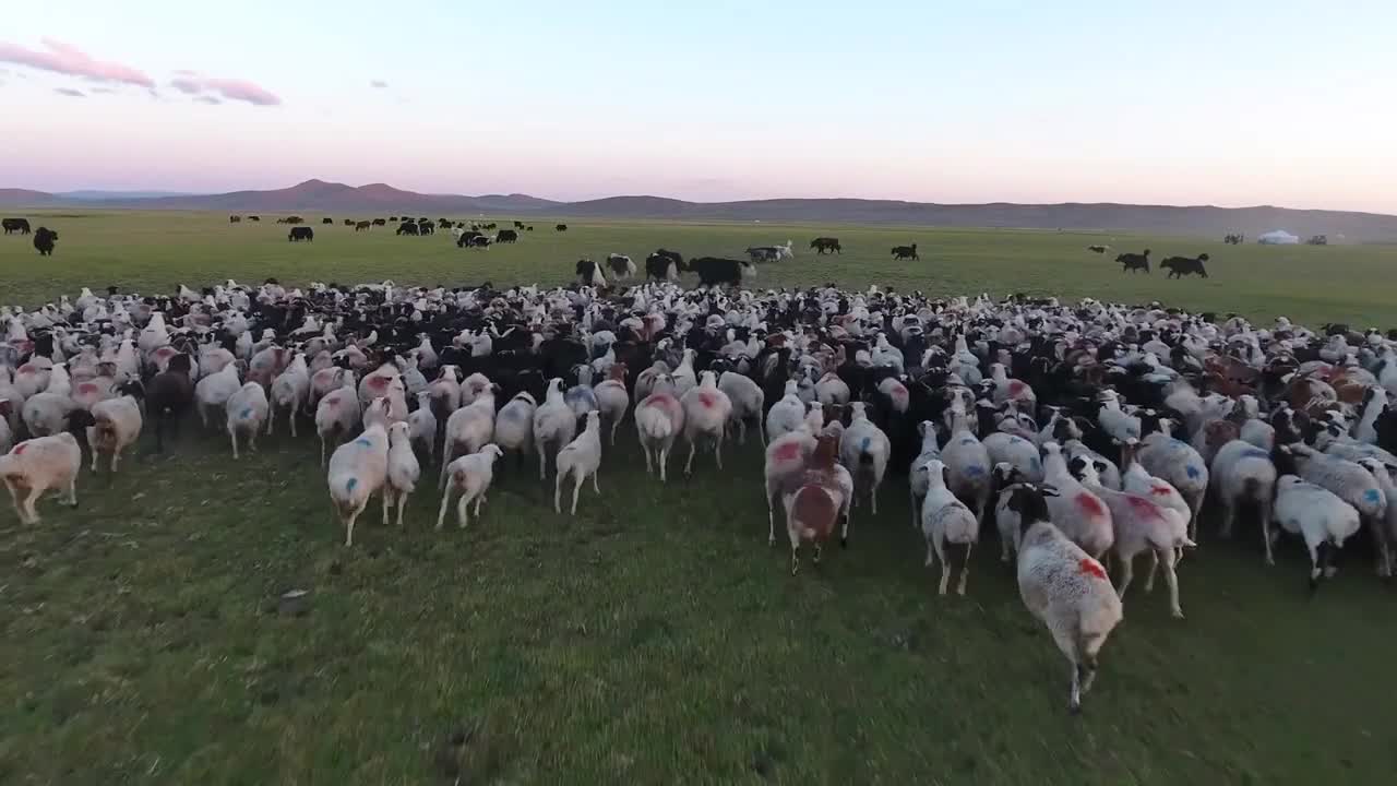 Aerial drone shot big herd of sheep and yack in Mongolia