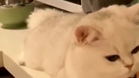The cat was lost in thought.