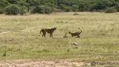 WATCH how this cheetah mom teaches her cub to hunt.