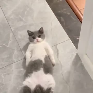 Funny cat clips you can't miss