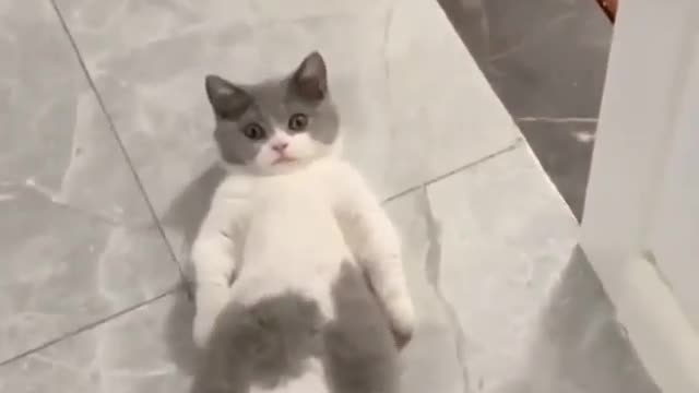 Funny cat clips you can't miss