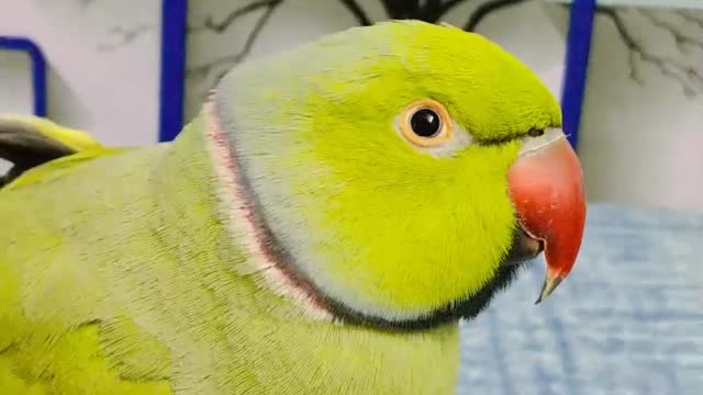 Parrots looking cute