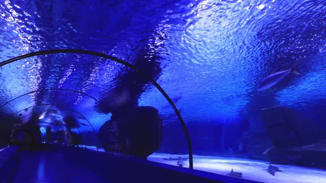 Tunnel in an Aquarium