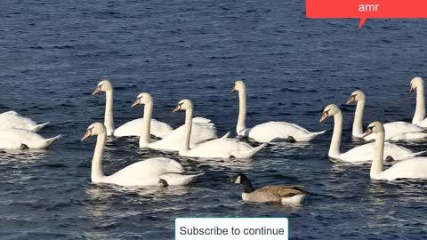 Glory be to God, watch the flight of geese, an aesthetic view