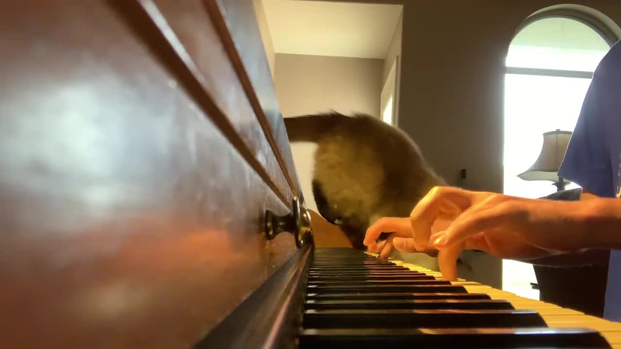 Cat Shares New Idea as He Jumps Down From The Piano (Piano Improvisations 76)