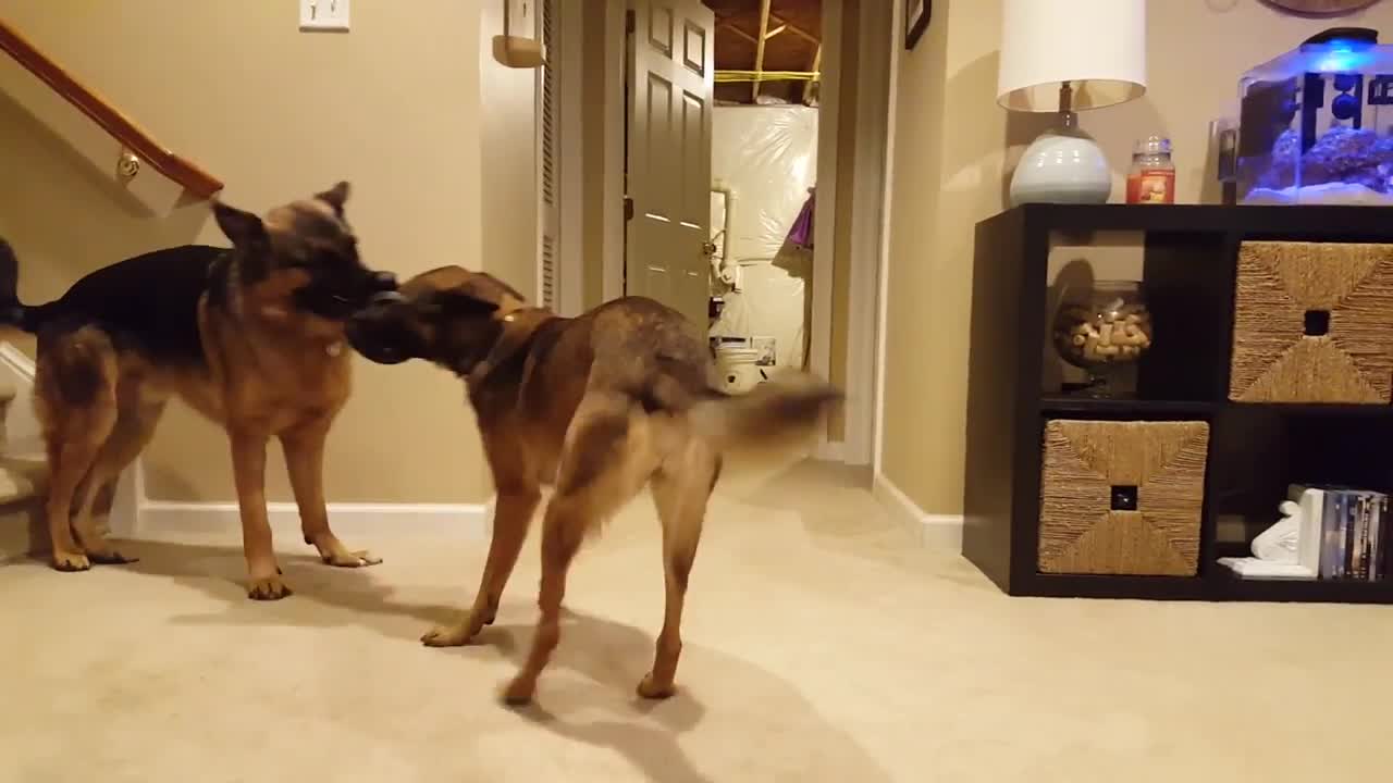 Newfoundland dogs adorably play the game of tug-of-war