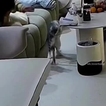 CAT MOVMENT,BOKE EVERTHING,CUTE CAT,FUNNY