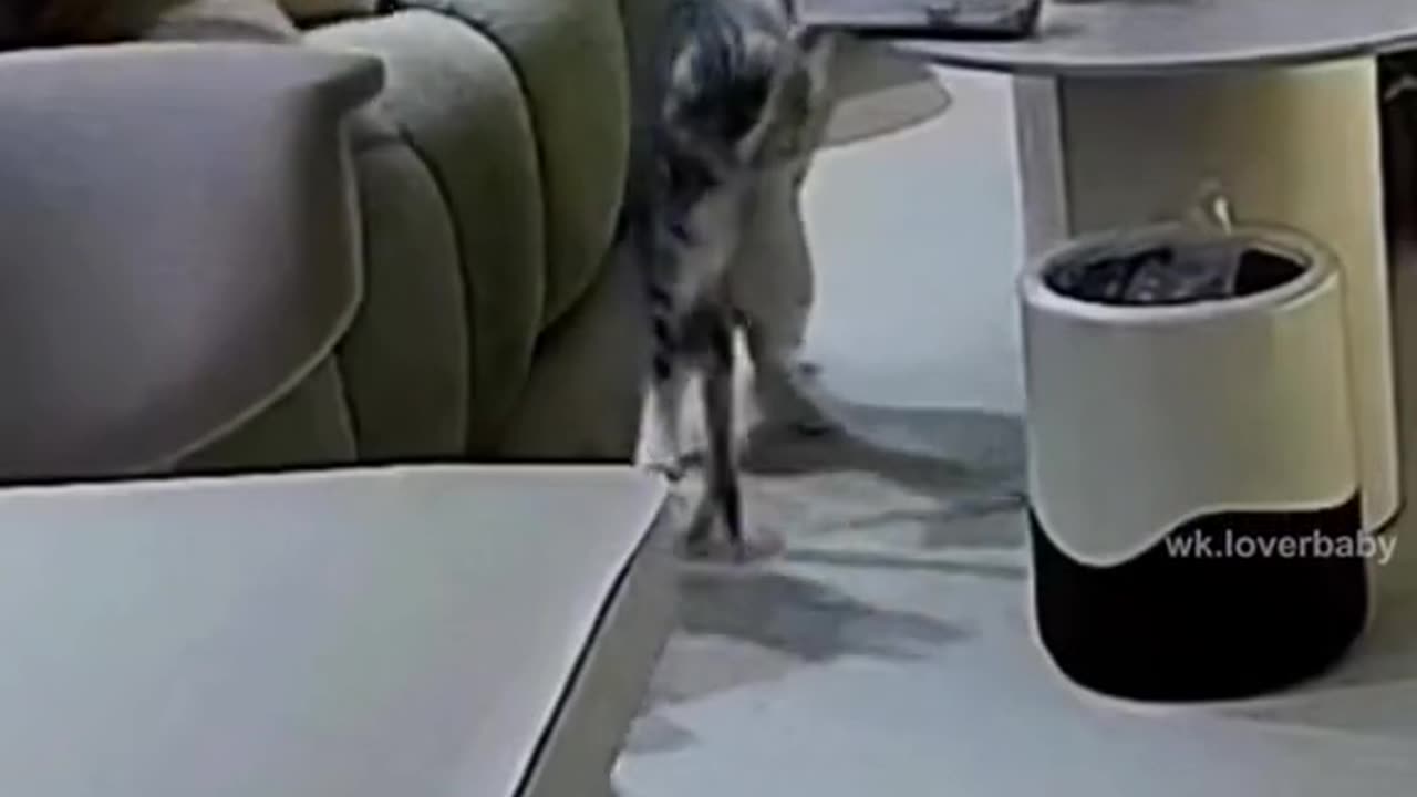 CAT MOVMENT,BOKE EVERTHING,CUTE CAT,FUNNY