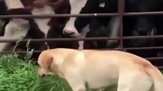 Funny puppy enjoys eating grass in front of many cows