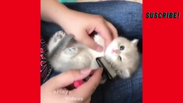 Cute kittens