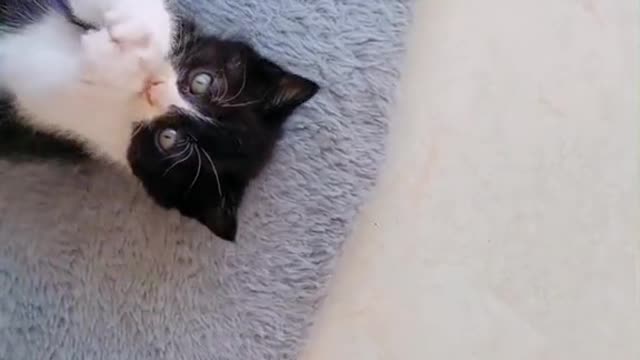 A cute kitten is playing. You will love it