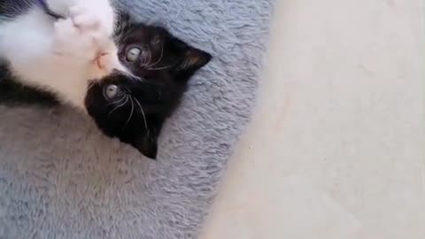 A cute kitten is playing. You will love it