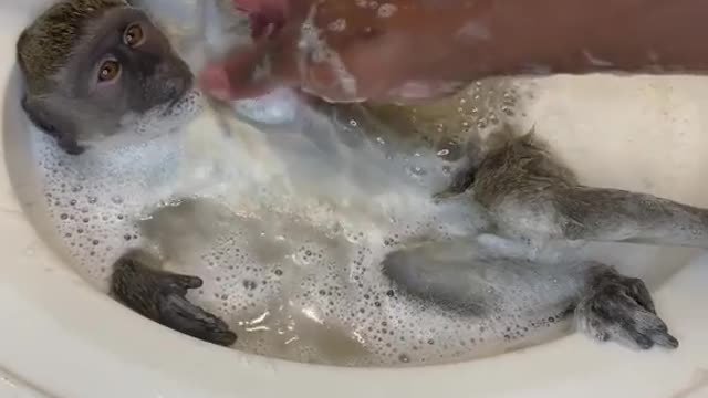 This Monkey Enjoying Bath Time | Funny Monkey