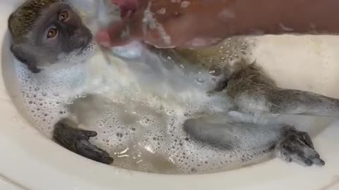 This Monkey Enjoying Bath Time | Funny Monkey