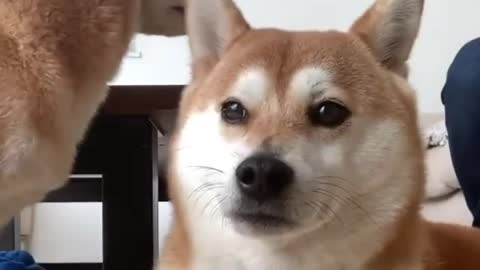 Don't massage my dog
