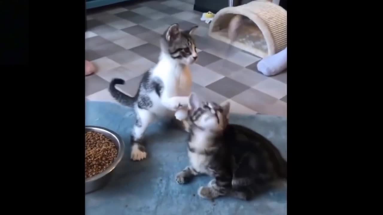 Funny cat scaring from baby duck