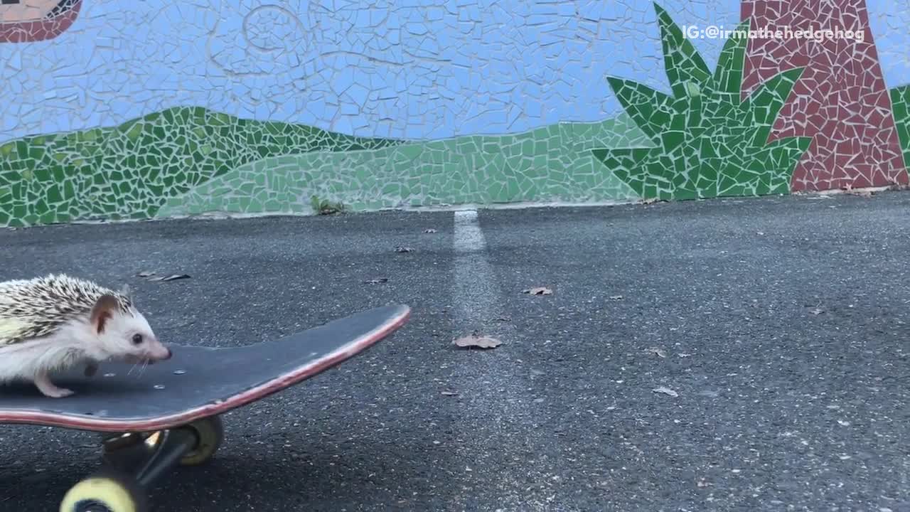 Music hedgehog riding skateboard on road