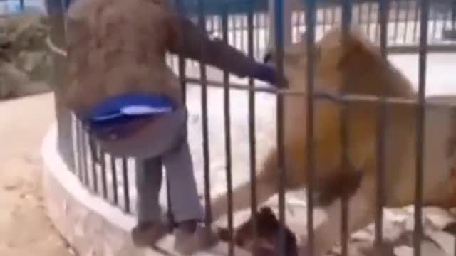 It happened to the young man who put his hand in the lion's mouth