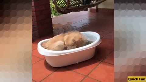 Golden Retrievers Funny Video