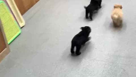 The puppies keep following me~