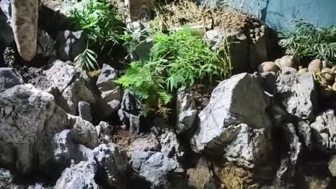 Beautiful rockery scenery