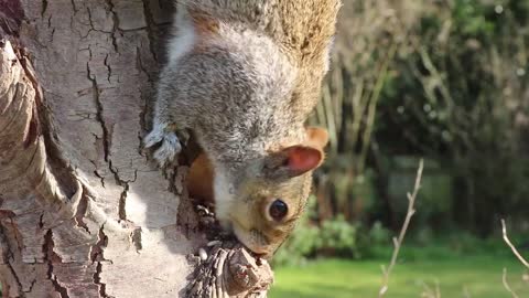 beautiful gray color squirrel searching food and diving tree