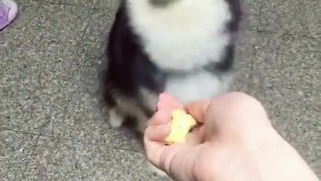 How about lying to a dog like this?