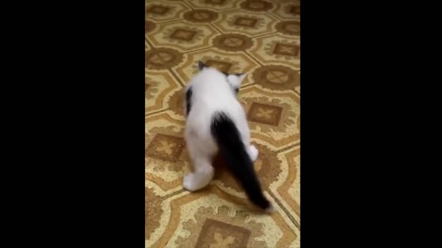Kitten playing with fingertip off