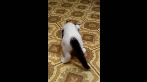 Kitten playing with fingertip off