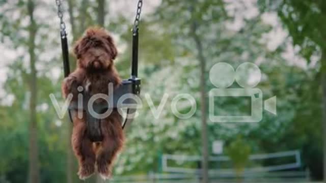 Funny dog riding on a swing for this kids on Thanks for watching my video