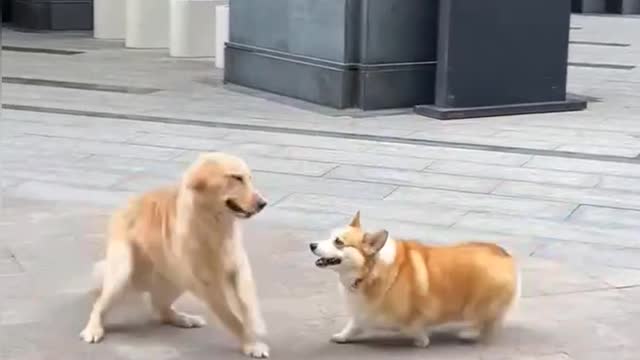 bully the small