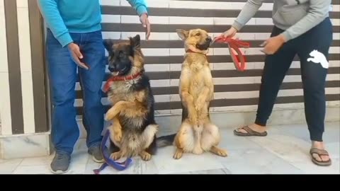 Dog Training