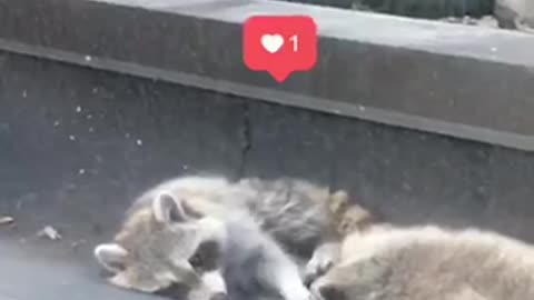 Two raccoons hold hands