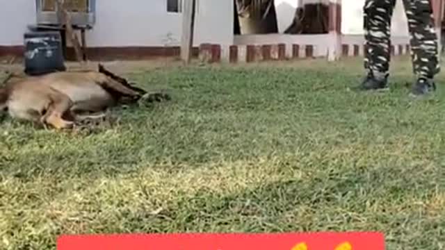 Dog training #7