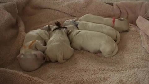 Life of 2 week old Puppies