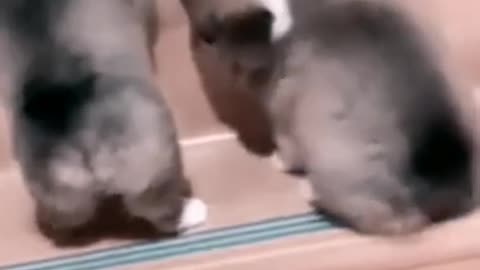 Cute pets doing funny things