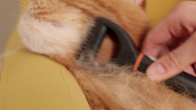 Person Brushing a Cat