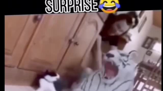 prank with the cat 😂😂 #cat#animal#prank#funny#laughing#prankwithcat#shorts#shortsfeed#rumbleshorts