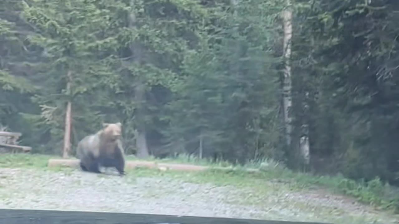 bear chasing moose