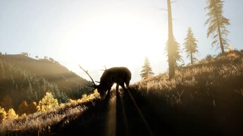 Deer Male in Forest at Sunset