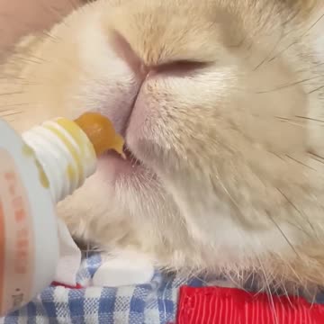 What is the experience when you have a litter of rabbits?