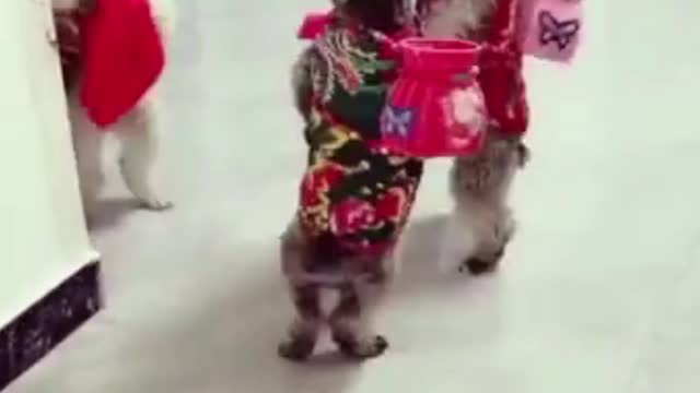 Awesome Dog Group Dance